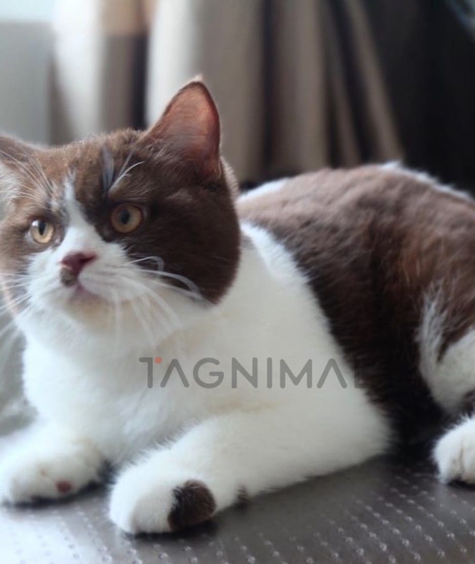 British shorthair kitten for sale, cat for sale at Tagnimal