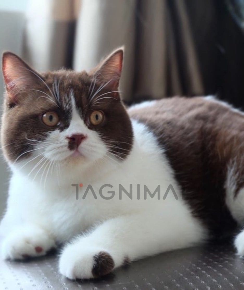 British shorthair kitten for sale, cat for sale at Tagnimal