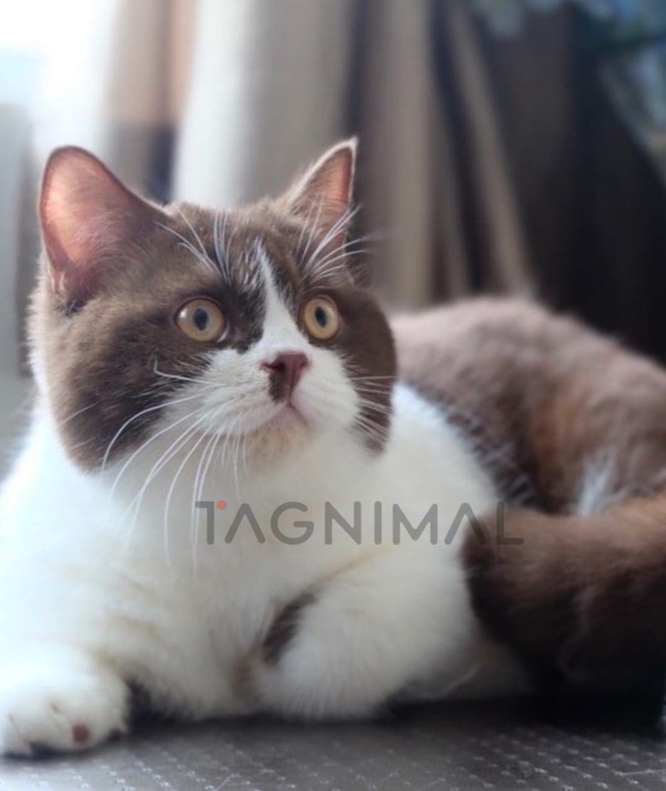 British shorthair kitten for sale, cat for sale at Tagnimal