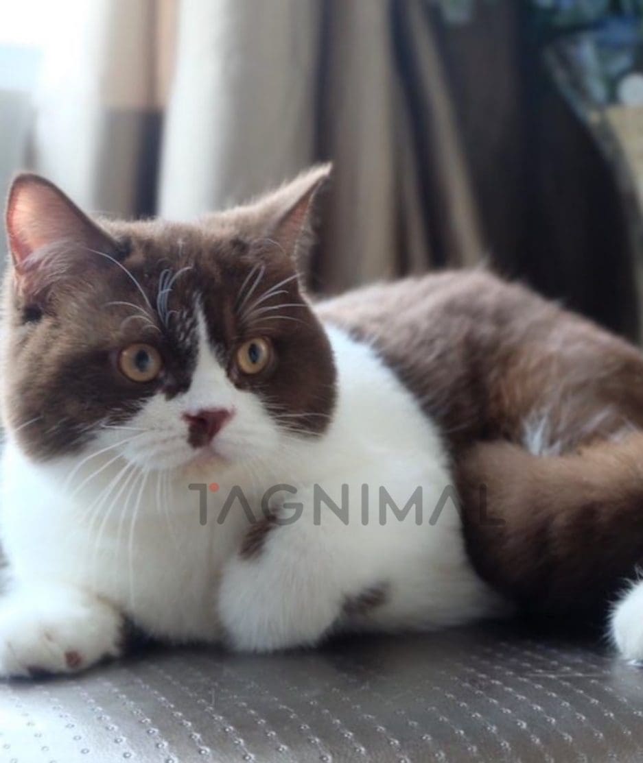 British shorthair kitten for sale, cat for sale at Tagnimal