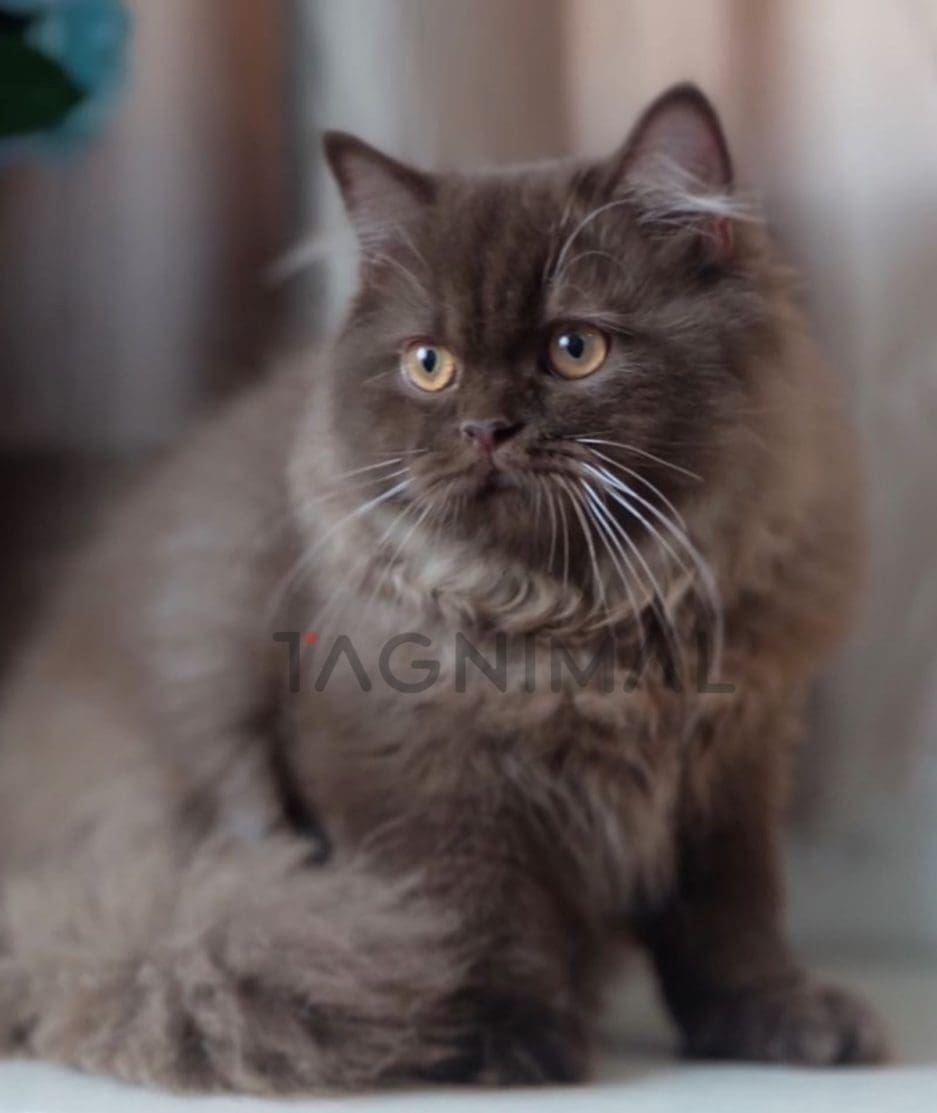 British shorthair kitten for sale, cat for sale at Tagnimal