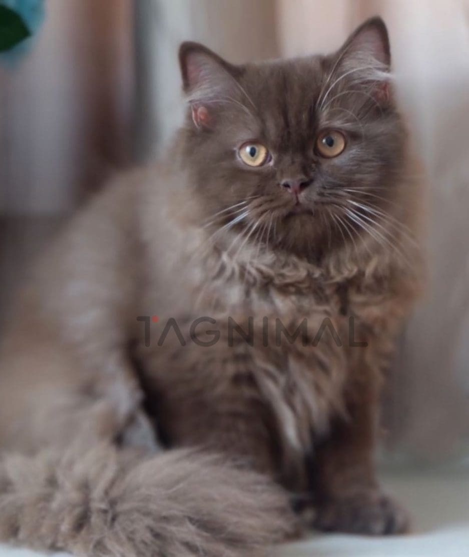 British shorthair kitten for sale, cat for sale at Tagnimal