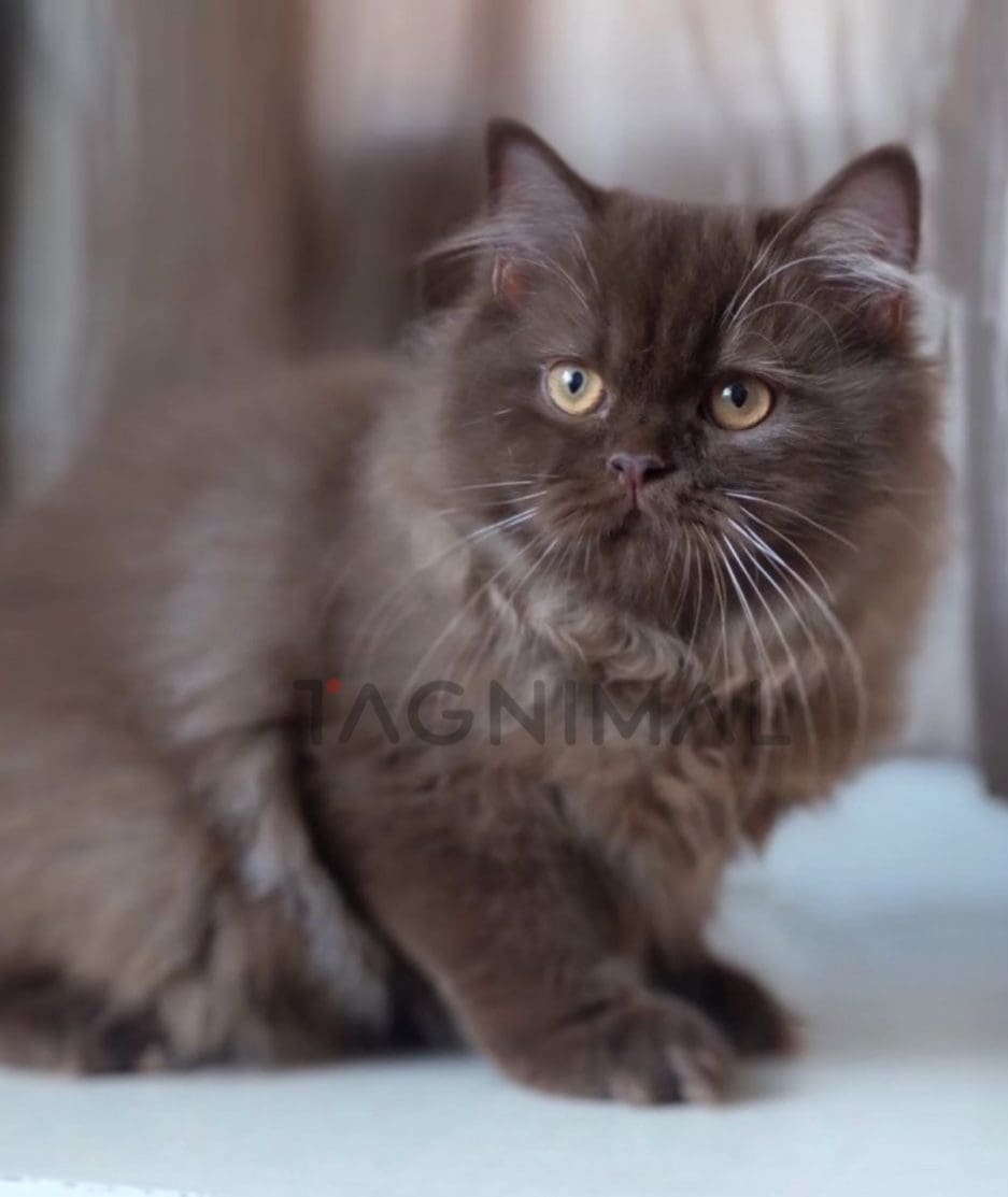 British shorthair kitten for sale, cat for sale at Tagnimal