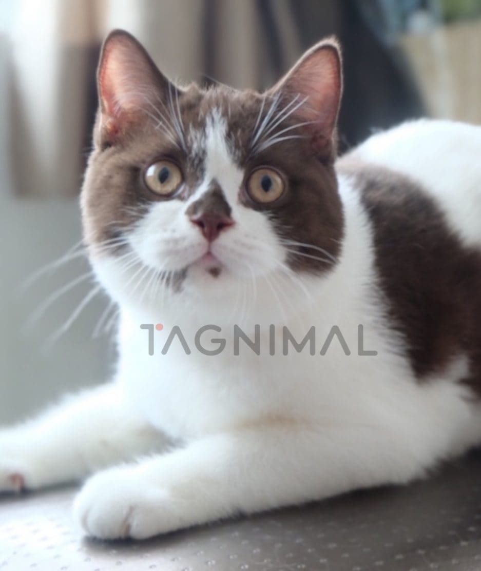 British shorthair kitten for sale, cat for sale at Tagnimal