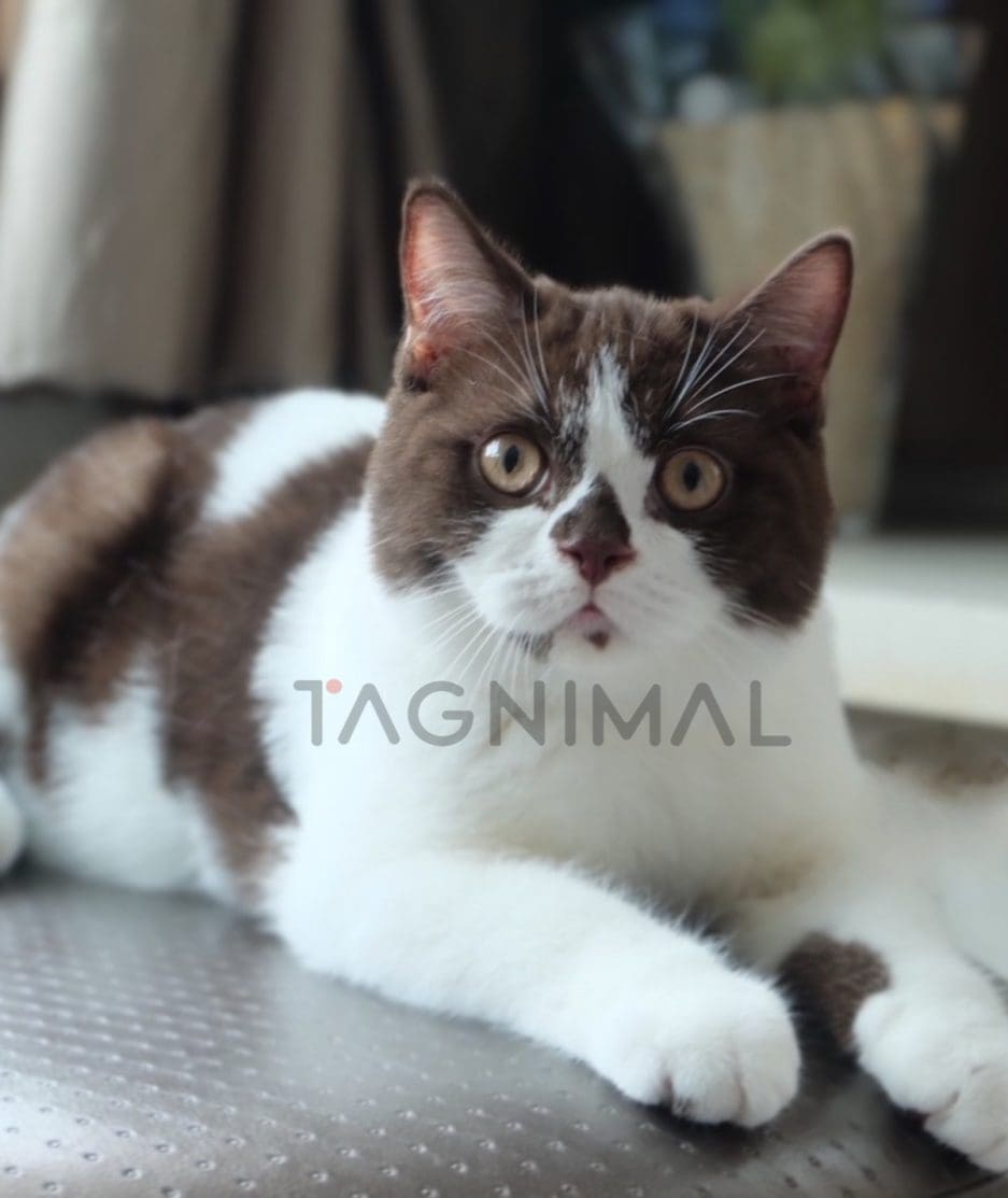 British shorthair kitten for sale, cat for sale at Tagnimal