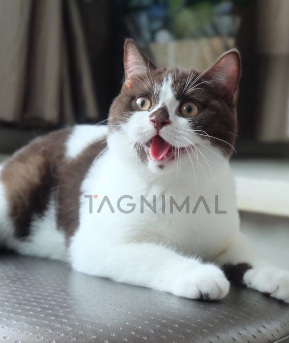 British shorthair kitten for sale, cat for sale at Tagnimal