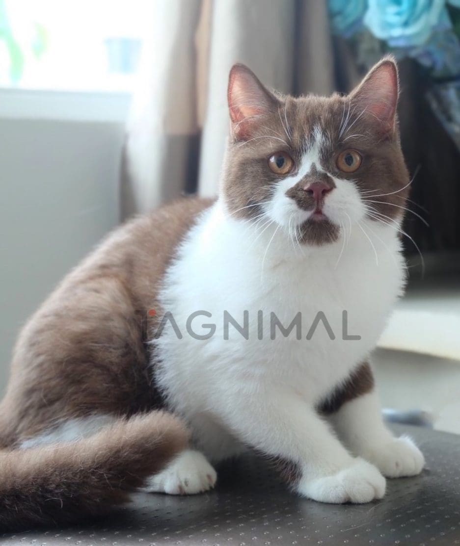 British shorthair kitten for sale, cat for sale at Tagnimal