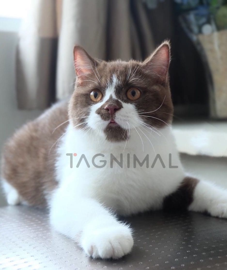 British shorthair kitten for sale, cat for sale at Tagnimal