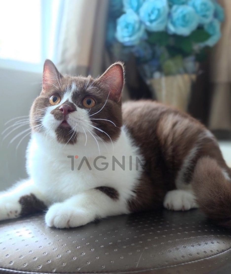 British shorthair kitten for sale, cat for sale at Tagnimal