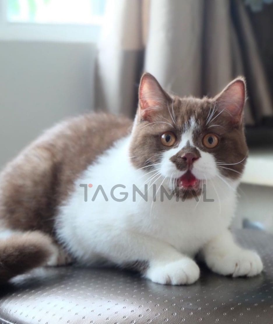 British shorthair kitten for sale, cat for sale at Tagnimal