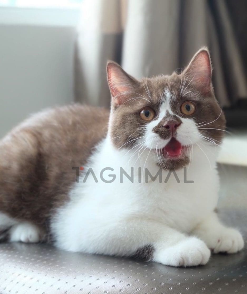 British shorthair kitten for sale, cat for sale at Tagnimal