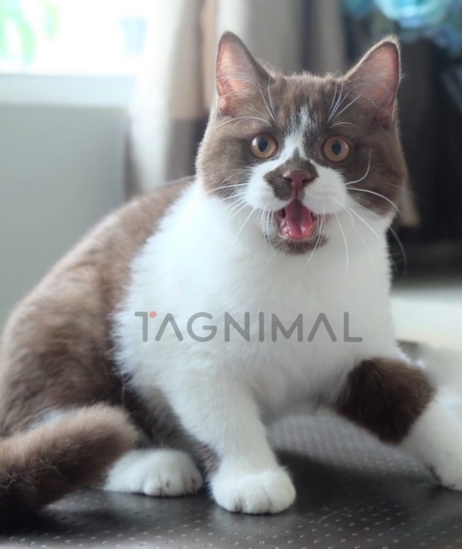 British shorthair kitten for sale, cat for sale at Tagnimal