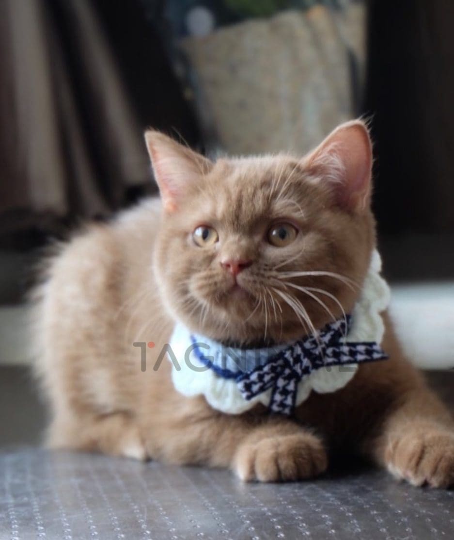 British shorthair kitten for sale, cat for sale at Tagnimal