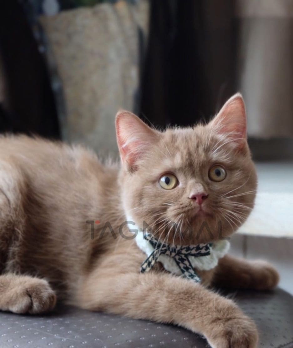 British shorthair kitten for sale, cat for sale at Tagnimal