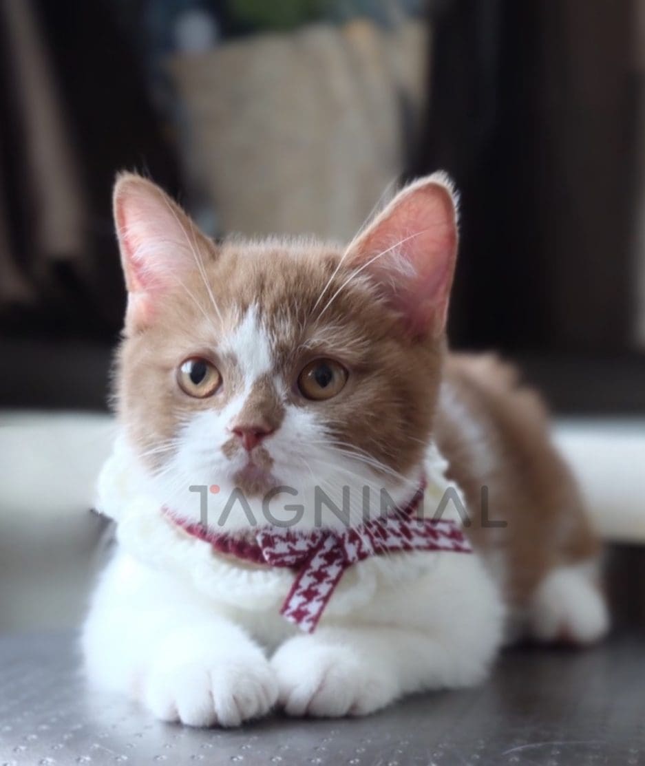 British shorthair kitten for sale, cat for sale at Tagnimal