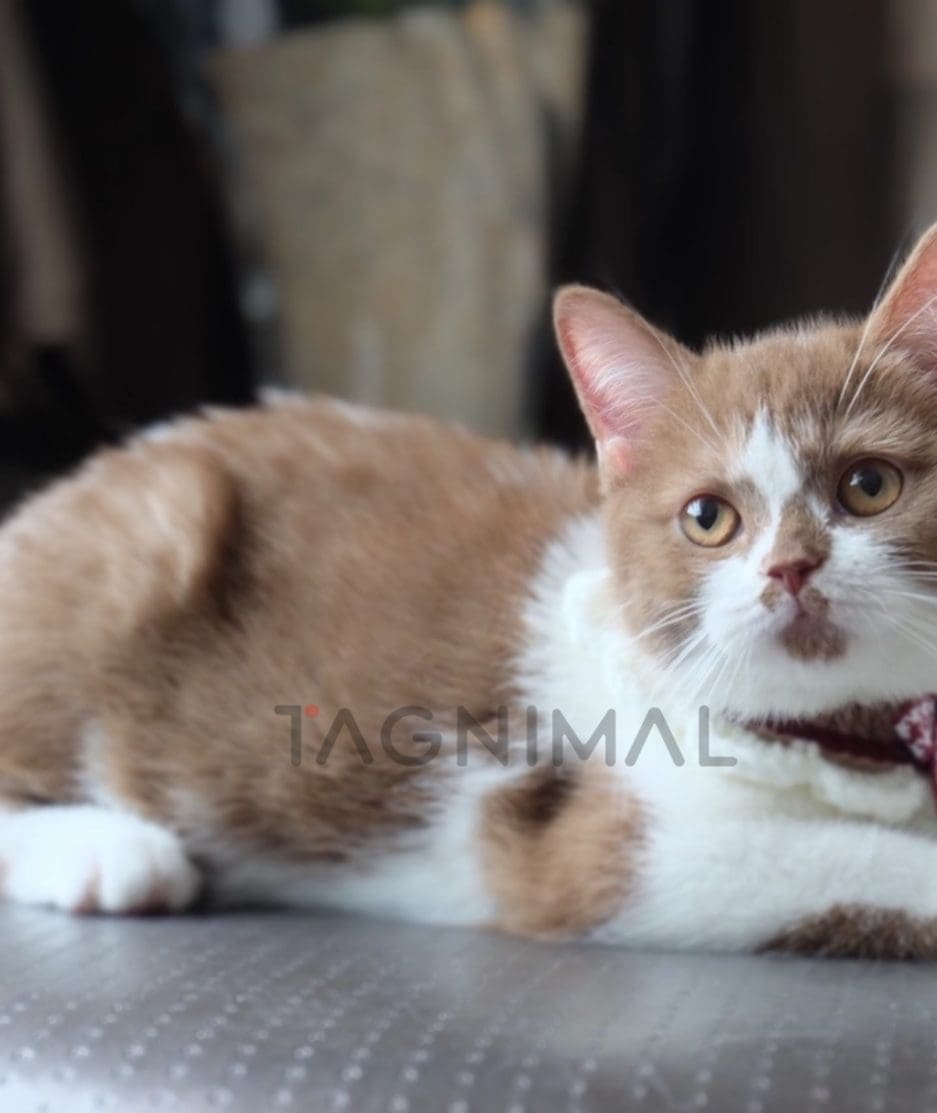 British shorthair kitten for sale, cat for sale at Tagnimal