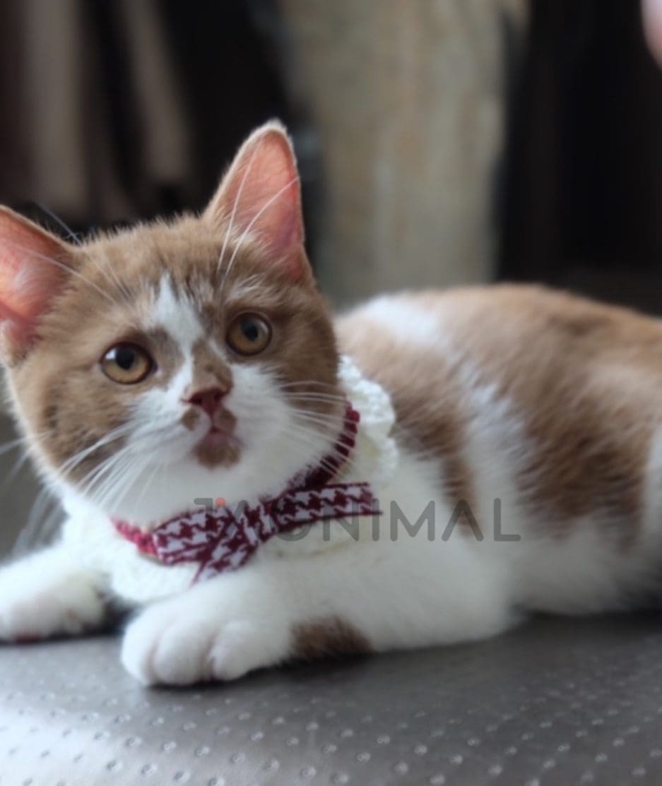 British shorthair kitten for sale, cat for sale at Tagnimal