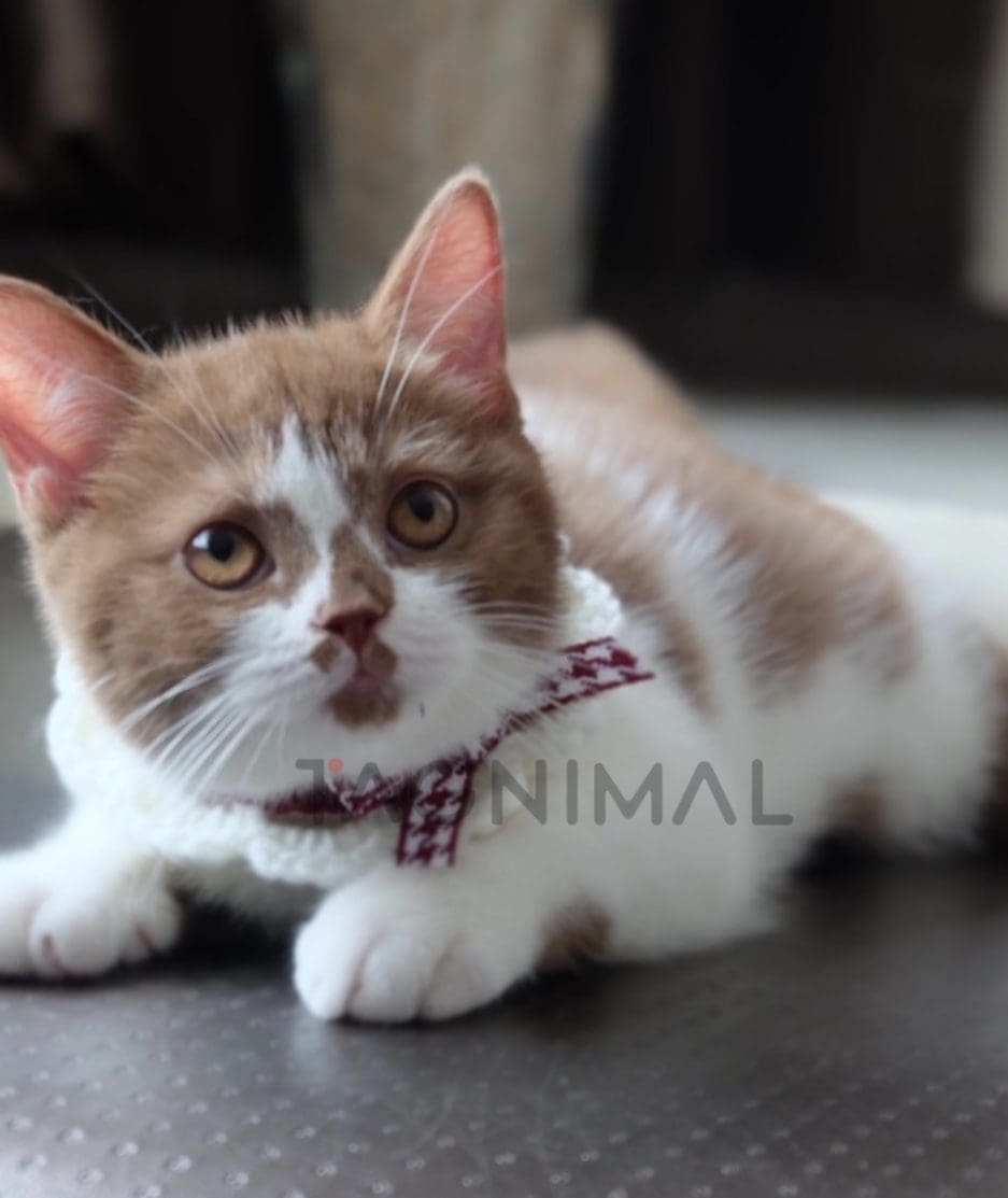 British shorthair kitten for sale, cat for sale at Tagnimal