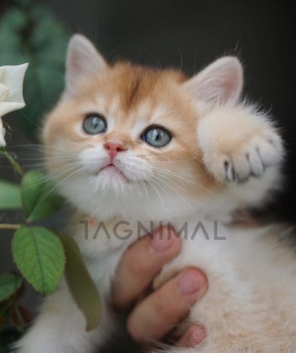 British shorthair kitten for sale, cat for sale at Tagnimal