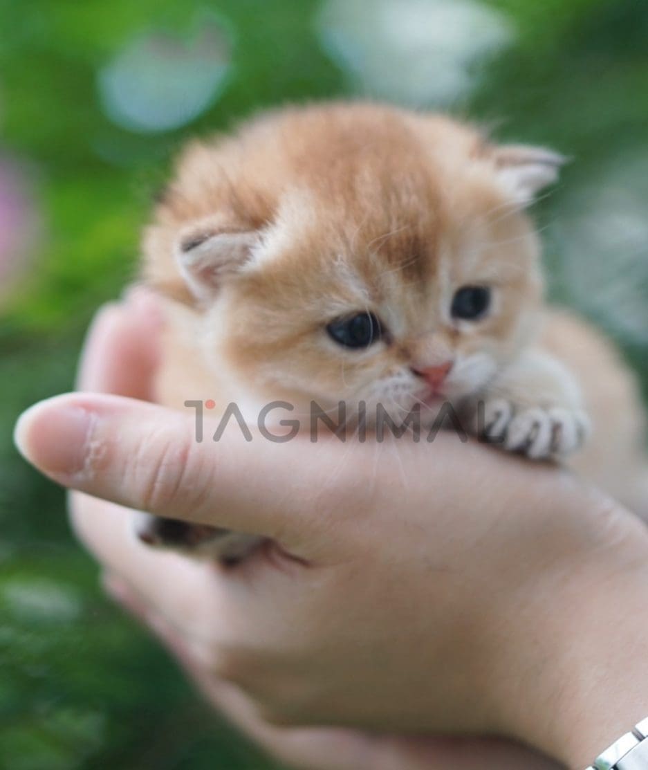 British shorthair kitten for sale, cat for sale at Tagnimal