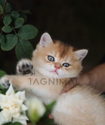 British shorthair kitten for sale, cat for sale at Tagnimal