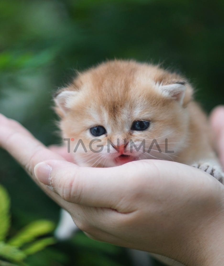 British shorthair kitten for sale, cat for sale at Tagnimal