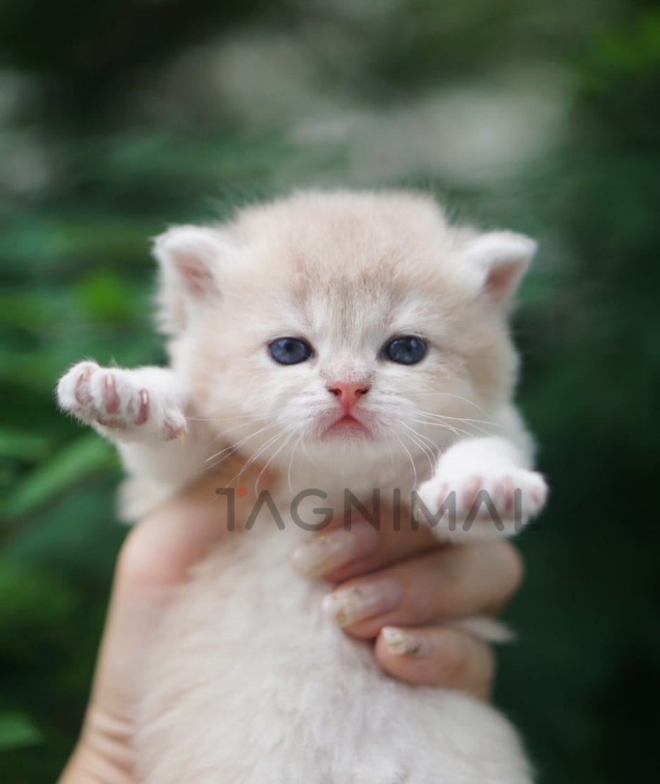 British shorthair kitten for sale, cat for sale at Tagnimal