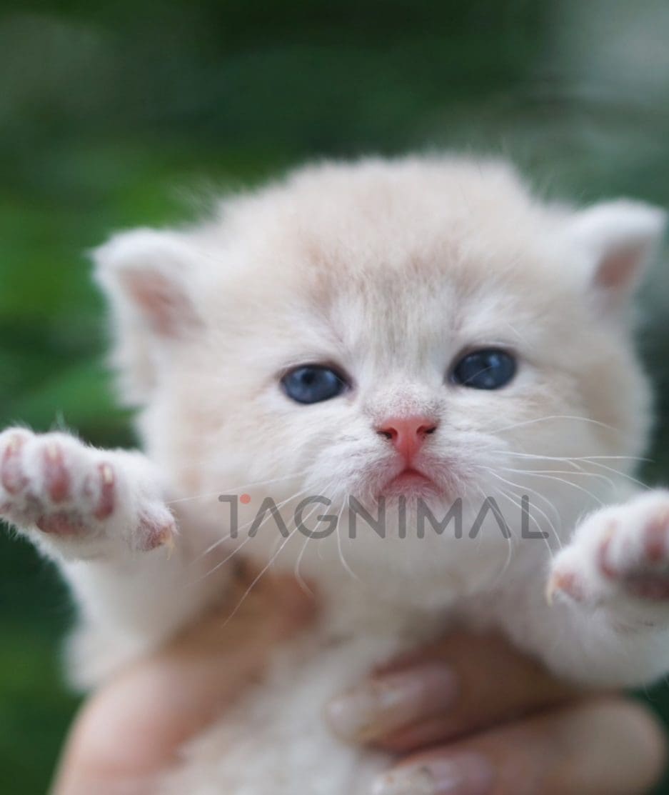 British shorthair kitten for sale, cat for sale at Tagnimal