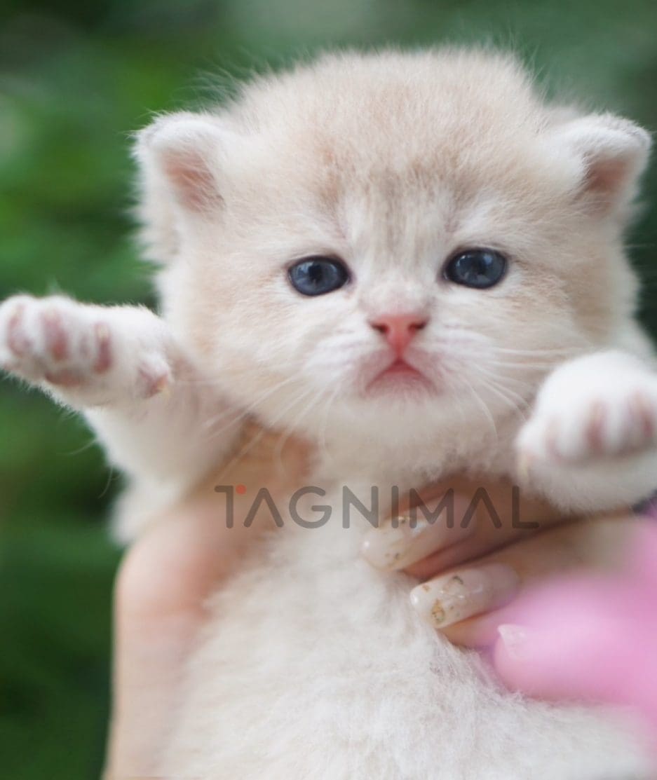 British shorthair kitten for sale, cat for sale at Tagnimal