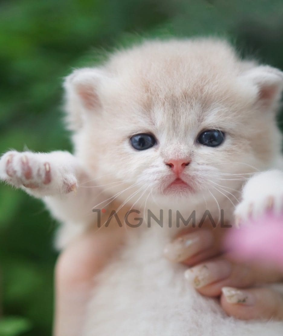 British shorthair kitten for sale, cat for sale at Tagnimal