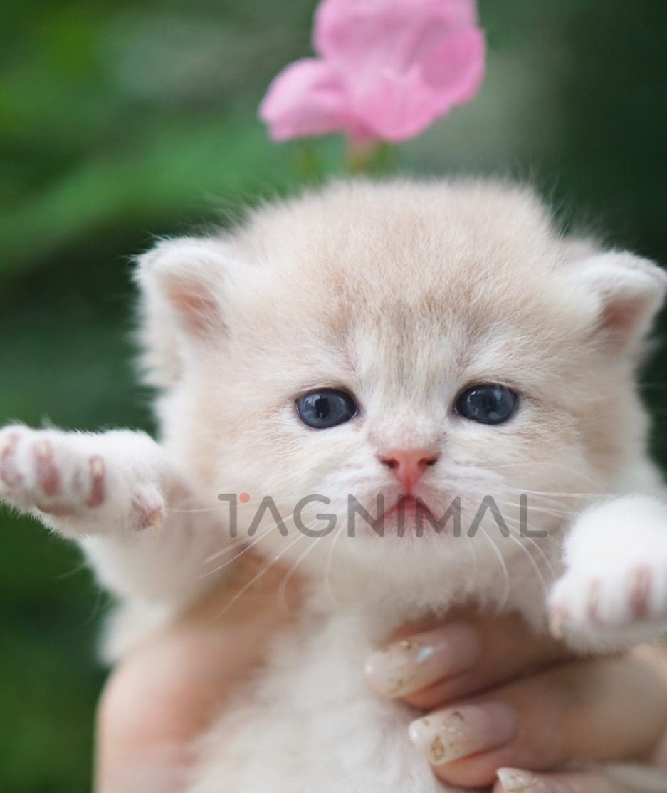 British shorthair kitten for sale, cat for sale at Tagnimal