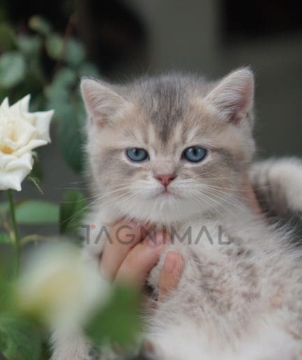 British shorthair kitten for sale, cat for sale at Tagnimal