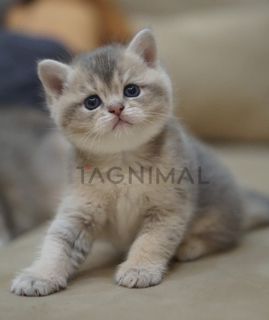 British shorthair kitten for sale, cat for sale at Tagnimal