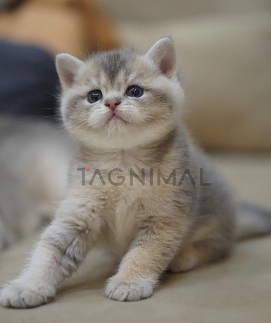 British shorthair kitten for sale, cat for sale at Tagnimal