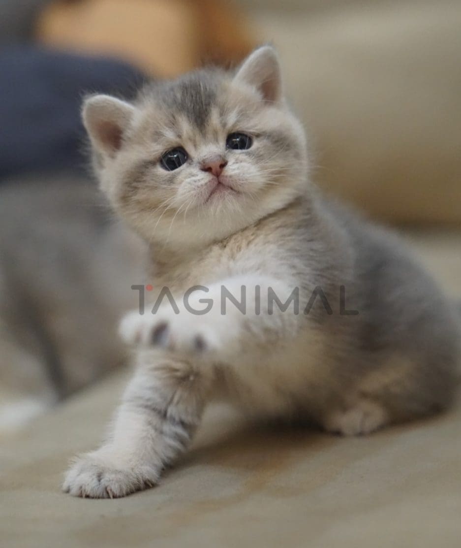 British shorthair kitten for sale, cat for sale at Tagnimal