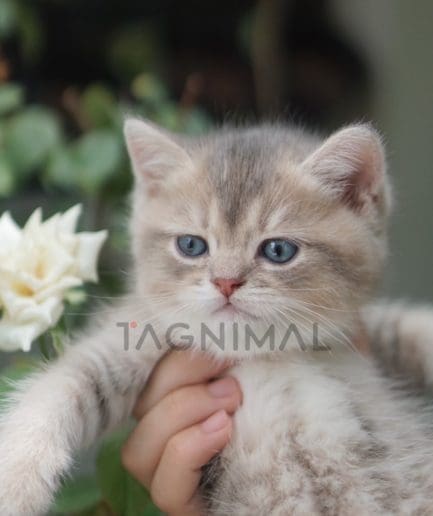 British shorthair kitten for sale, cat for sale at Tagnimal