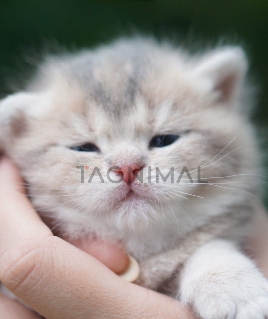 British shorthair kitten for sale, cat for sale at Tagnimal