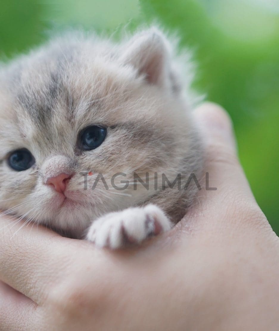 British shorthair kitten for sale, cat for sale at Tagnimal