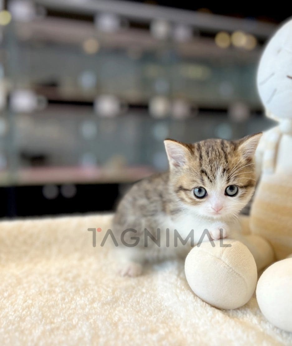 Munchkin kitten for sale, cat for sale at Tagnimal