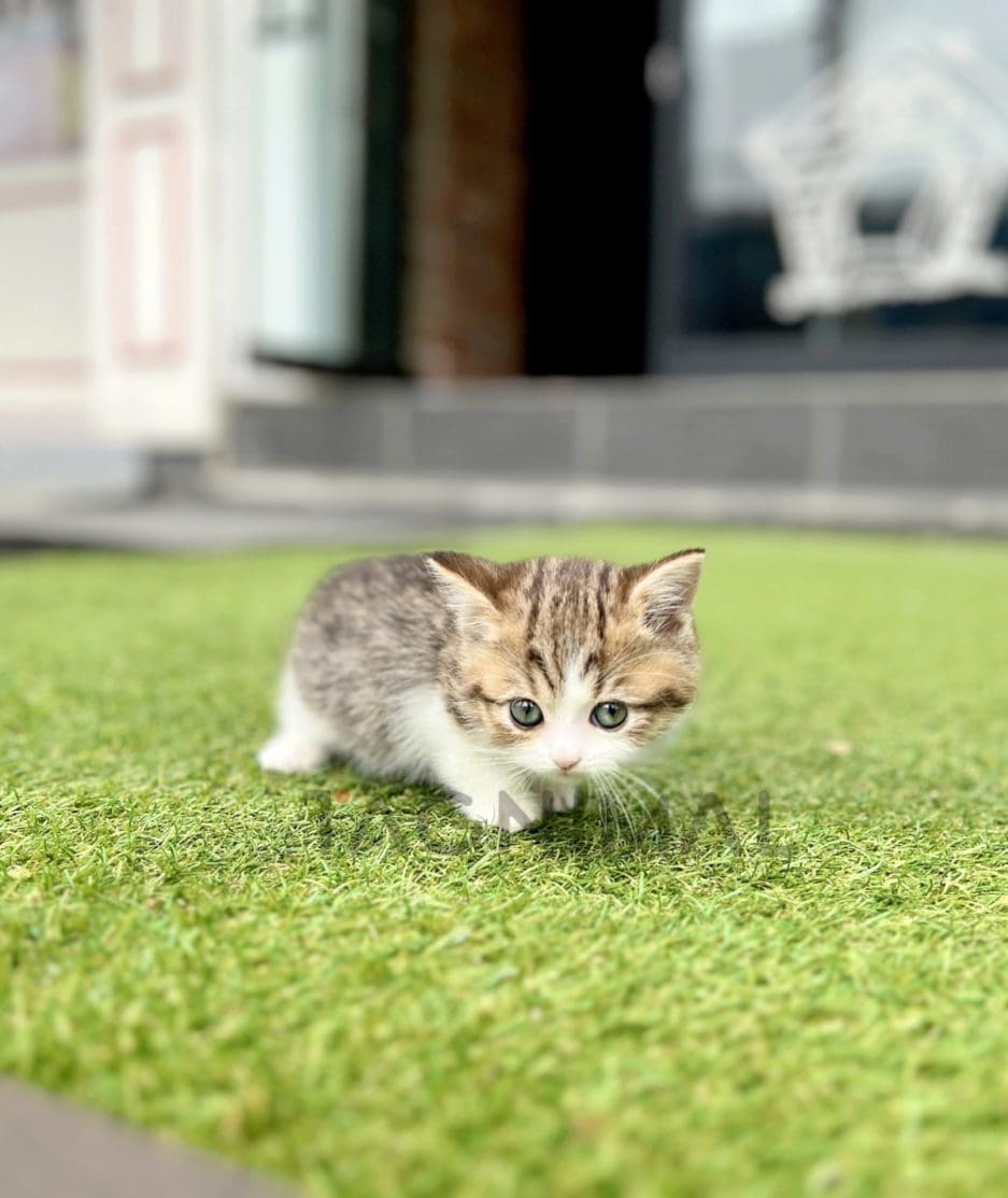 Munchkin kitten for sale, cat for sale at Tagnimal