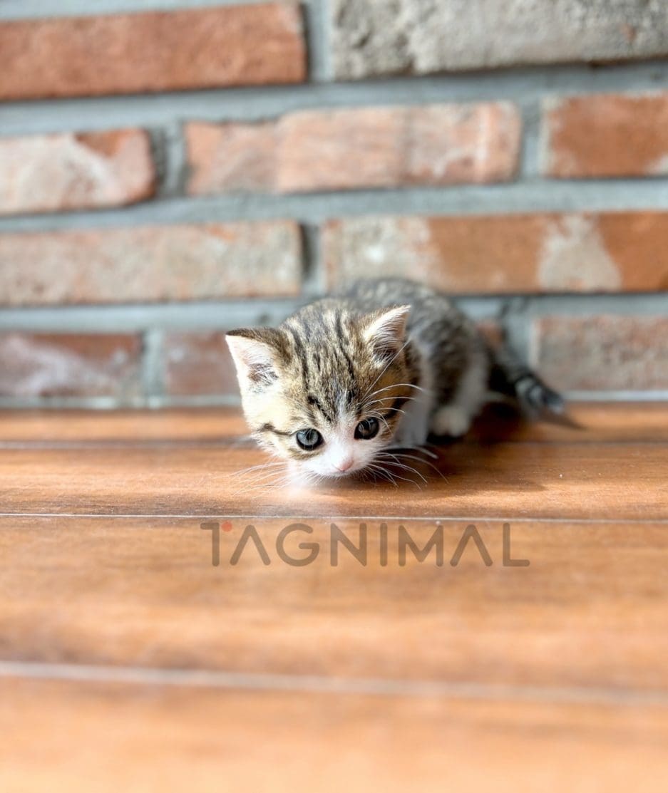 Munchkin kitten for sale, cat for sale at Tagnimal