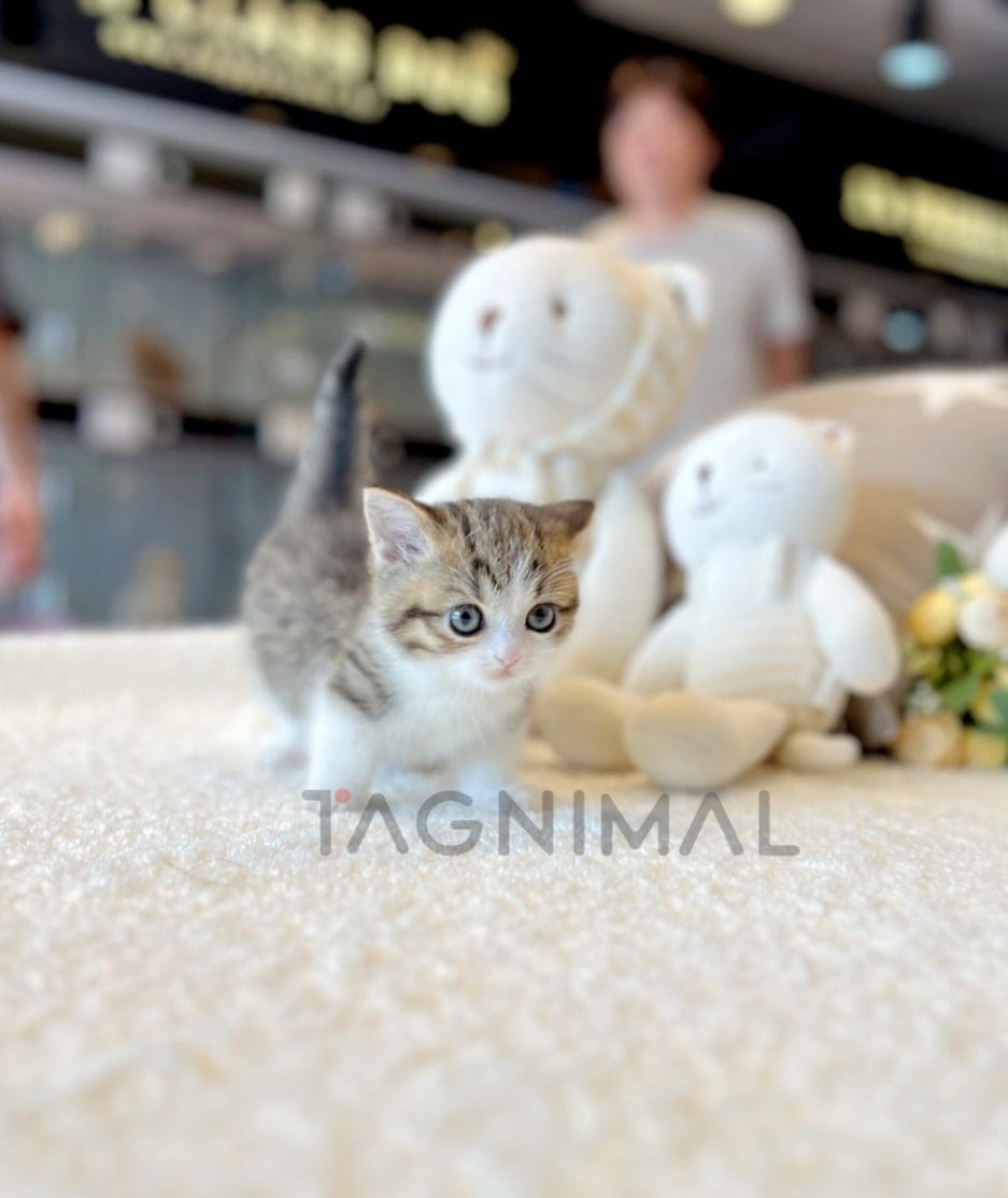 Munchkin kitten for sale, cat for sale at Tagnimal