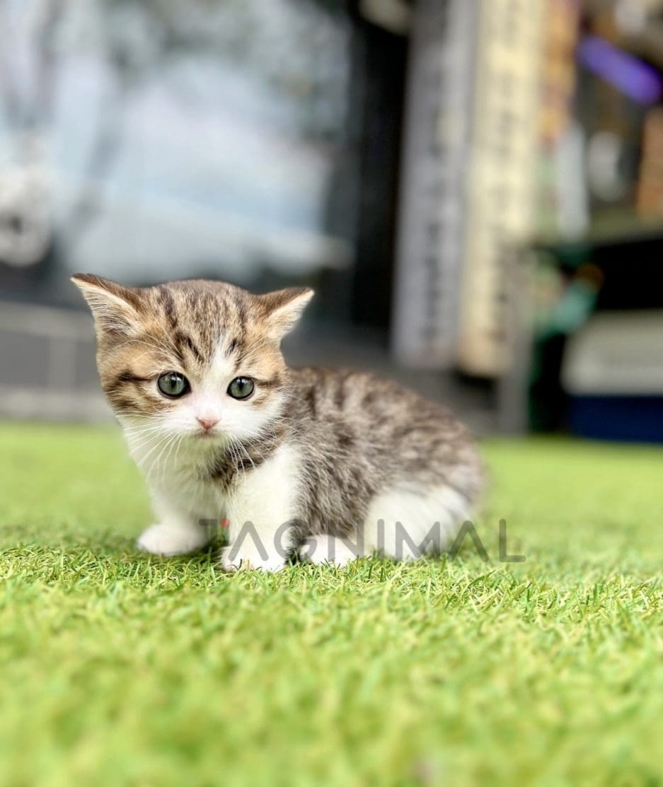 Munchkin kitten for sale, cat for sale at Tagnimal