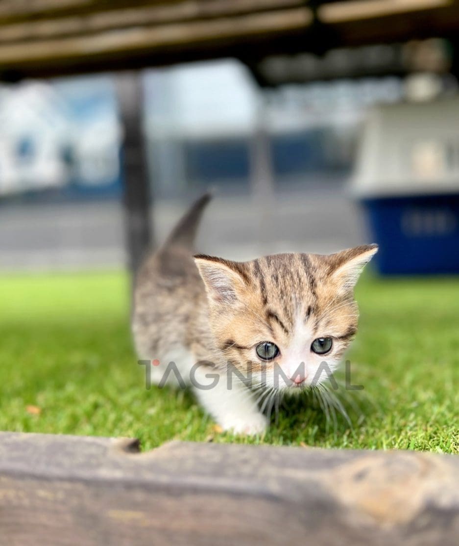 Munchkin kitten for sale, cat for sale at Tagnimal