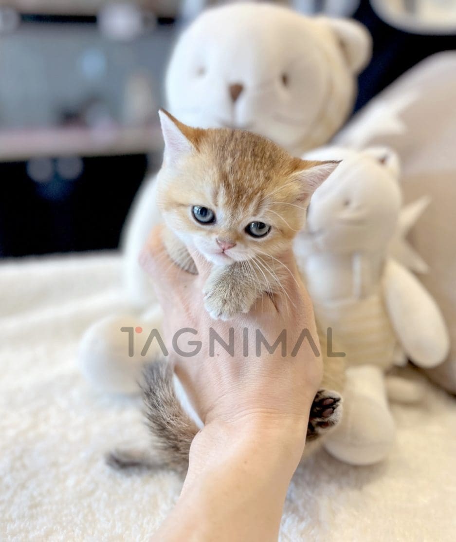 British shorthair kitten for sale, cat for sale at Tagnimal