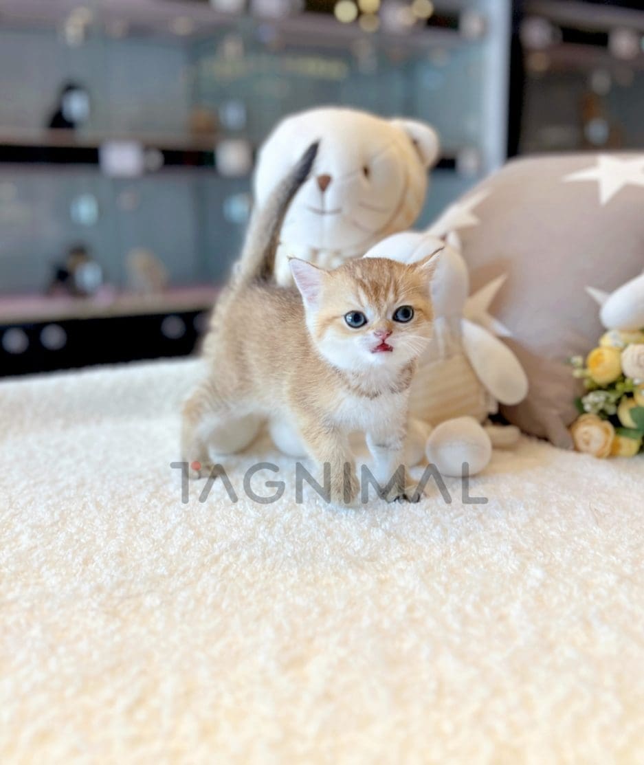 British shorthair kitten for sale, cat for sale at Tagnimal