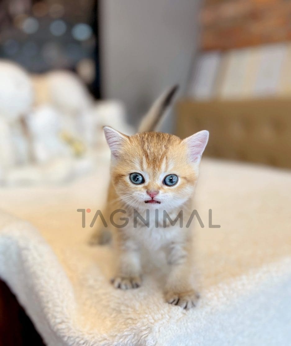 British shorthair kitten for sale, cat for sale at Tagnimal