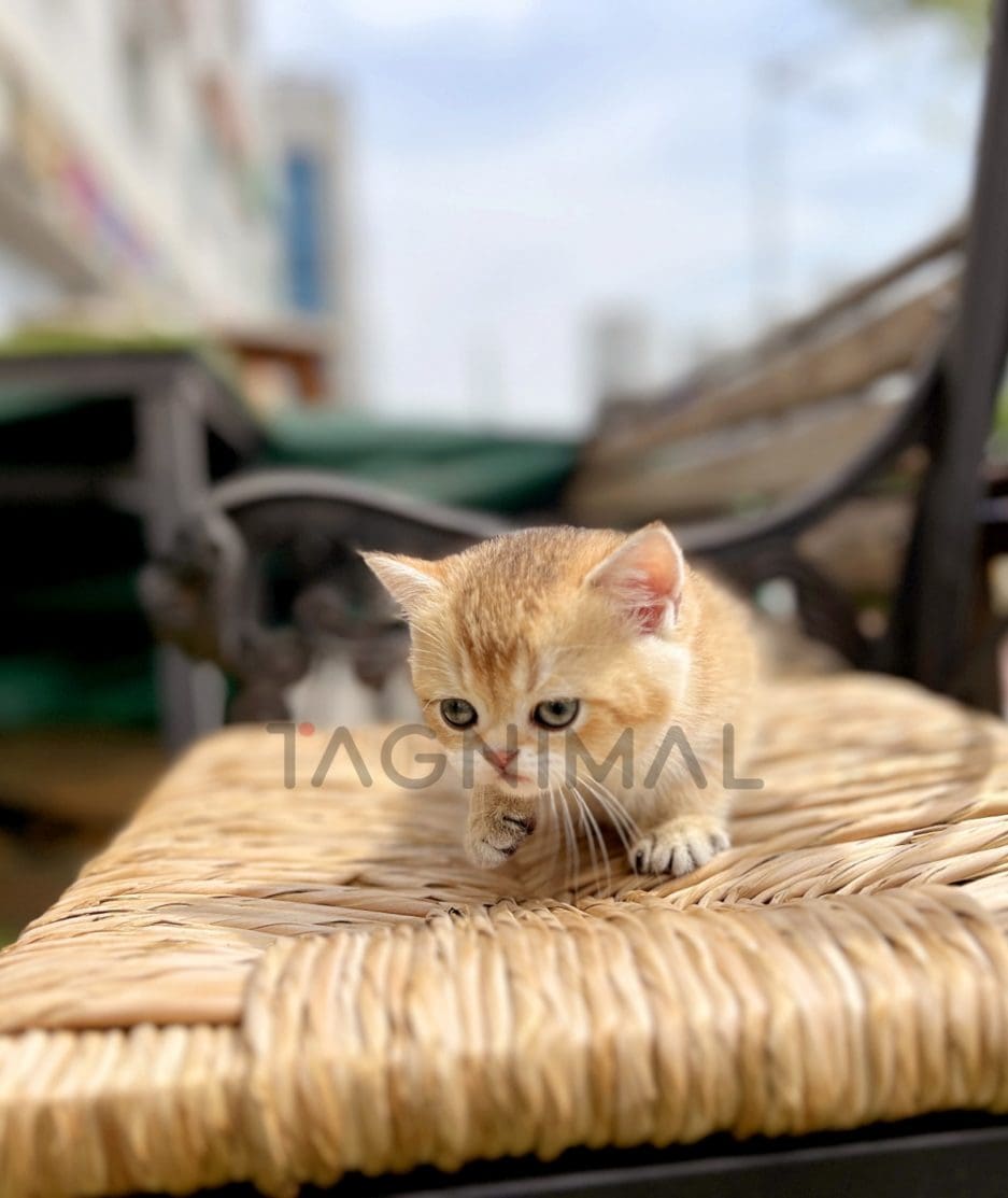 British shorthair kitten for sale, cat for sale at Tagnimal