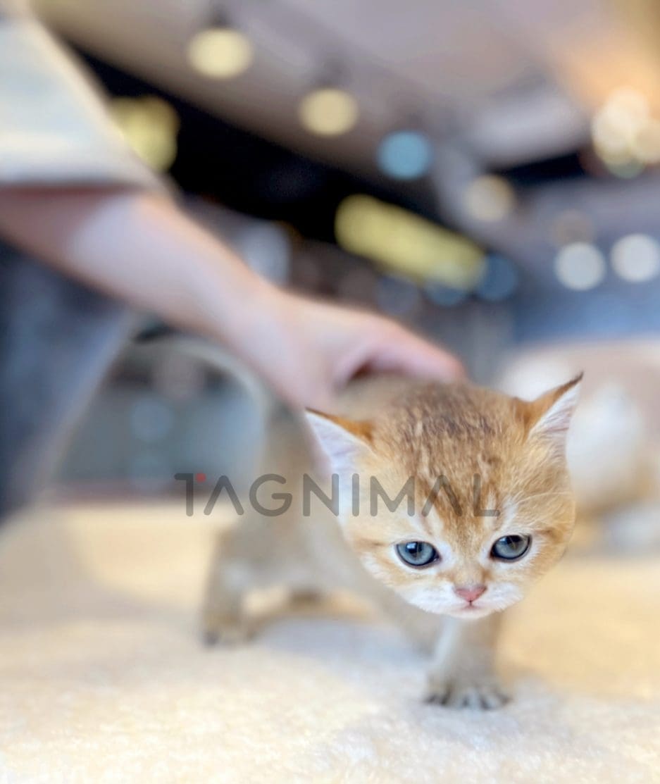 British shorthair kitten for sale, cat for sale at Tagnimal