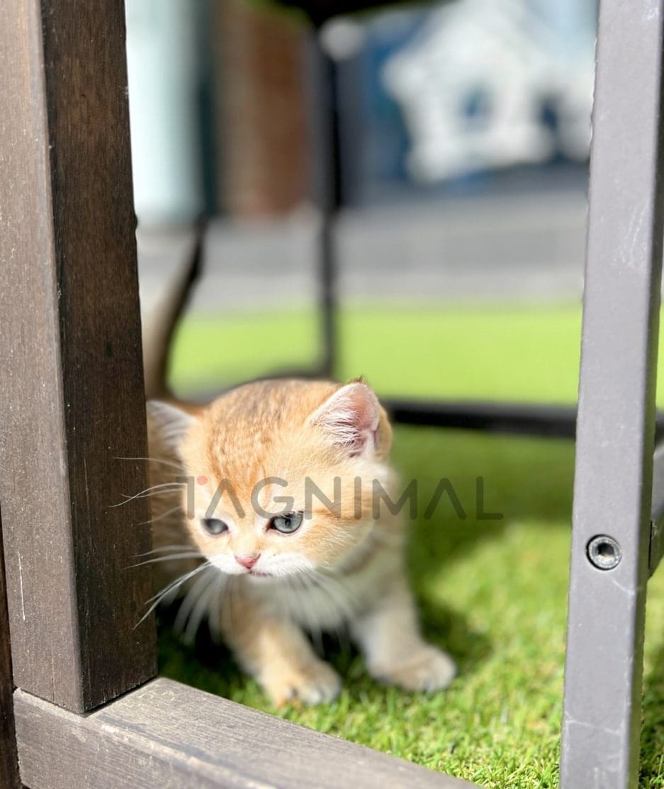 British shorthair kitten for sale, cat for sale at Tagnimal